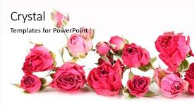  Presentation with pink roses - Slide set with death anniversary - beautiful pink dried roses isolated background and a sky blue colored foreground