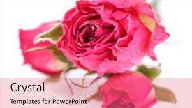  Presentation with pink and white roses country - Beautiful slide set featuring death anniversary - beautiful pink dried roses isolated backdrop and a  colored foreground