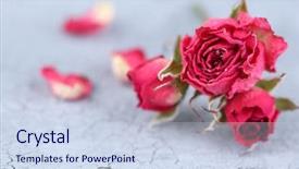  Presentation with pink roses - PPT theme consisting of death anniversary - beautiful pink dried roses background and a  colored foreground