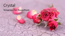  Presentation with pink and white roses - Colorful presentation enhanced with death anniversary - beautiful pink dried roses backdrop and a  colored foreground
