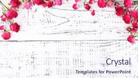  Presentation with singled green pink rose - Presentation featuring death anniversary - beautiful pink dried roses background and a  colored foreground