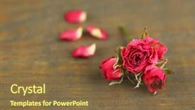  Presentation with vintage rose old paper - Colorful presentation design enhanced with death anniversary - beautiful pink dried roses backdrop and a tawny brown colored foreground