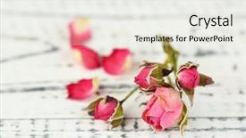  Presentation with vintage rose old paper - Slide set having death anniversary - beautiful pink dried roses background and a  colored foreground