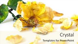  Presentation with white rose - Amazing theme having death anniversary - dead rose isolated backdrop and a blonde colored foreground