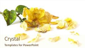  Presentation with rose yellow - Amazing PPT theme having death anniversary - dead yellow rose isolated backdrop and a cream colored foreground