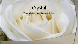  Presentation with white rose - Cool new presentation theme with death anniversary - macro image of white rose backdrop and a soft green colored foreground