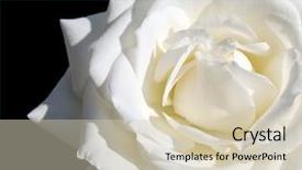  Presentation with award in black and white - PPT layouts enhanced with death anniversary - white rose isolated on black background and a soft green colored foreground