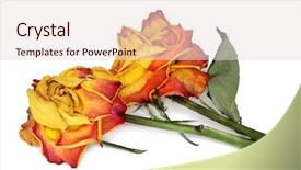  Presentation with anniversary - Slides consisting of death anniversary - wilted roses background and a  colored foreground