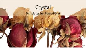  Presentation with anniversary - Presentation consisting of death anniversary - withered rose background and a  colored foreground