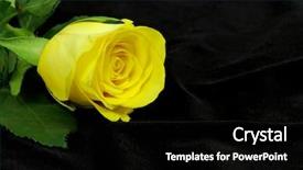  Presentation with yellow rose - Presentation design having death anniversary - yellow rose blossom is lying background and a  colored foreground