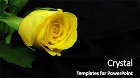  Presentation with yellow rose - Cool new presentation with death anniversary - yellow rose blossom is lying backdrop and a  colored foreground