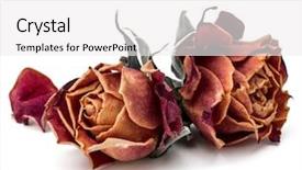  Presentation with rose flower - Colorful slide deck enhanced with death dying - dried rose flower head isolated backdrop and a white colored foreground