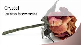  Presentation with dying - Theme consisting of death dying - dried rose flower head isolated background and a white colored foreground