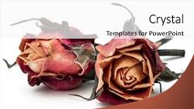  Presentation with rose flower - Presentation having death dying - dried rose flower head isolated background and a white colored foreground