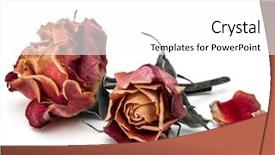  Presentation with rose flower - Colorful PPT theme enhanced with death dying - dried rose flower head isolated backdrop and a white colored foreground