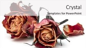  Presentation with red hibiscus rosa sinensis flower - Cool new PPT theme with death dying - dried rose flower head isolated backdrop and a white colored foreground