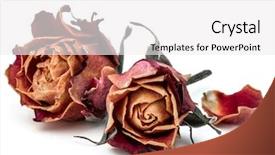  Presentation with rose flower - Presentation theme consisting of death dying - dried rose flower head isolated background and a white colored foreground