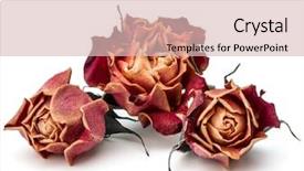  Presentation with rose flower - Audience pleasing slides consisting of death dying - dried rose flower head isolated backdrop and a lemonade colored foreground