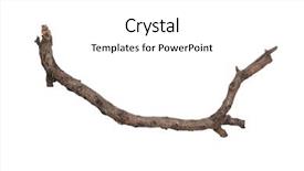  Presentation with single tree - Presentation theme enhanced with death dying - single dry tree branch isolated background and a white colored foreground