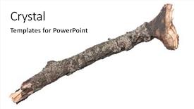  Presentation with single tree - PPT theme featuring death dying - single dry tree branch isolated background and a white colored foreground