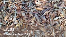  Presentation with fall leaves border autumn - Audience pleasing PPT layouts consisting of decay - leaf textures macro decaying leaves backdrop and a gray colored foreground