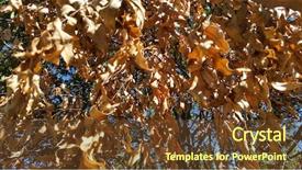  Presentation with fall leaves border autumn - Slide deck featuring decay - leaf textures macro decaying leaves background and a tawny brown colored foreground