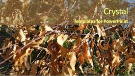  Presentation with fall leaves border autumn - Cool new theme with decay - leaf textures macro decaying leaves backdrop and a tawny brown colored foreground