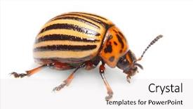  Presentation with pest control - Slide deck enhanced with decemlineata is a serious pest background and a light gray colored foreground