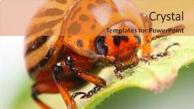  Presentation with pest control - Amazing PPT theme having decemlineata is a serious pest backdrop and a gold colored foreground