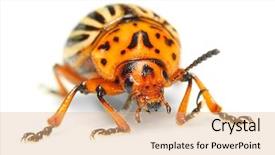  Presentation with pest control - PPT theme with decemlineata is a serious pest background and a coral colored foreground