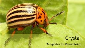  Presentation with pest control - Slide deck having decemlineata is a serious pest background and a yellow colored foreground