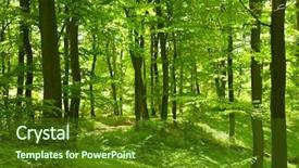  Presentation with taiga boreal forest - Presentation with deciduous - beech forest background and a tawny brown colored foreground