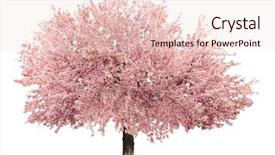  Presentation with pink and blue acrylic smoke white - Audience pleasing presentation consisting of deciduous - blossoming pink sacura tree isolated backdrop and a lemonade colored foreground