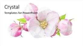 Presentation with apple - Slide set featuring deciduous - close up of blooming apple background and a white colored foreground