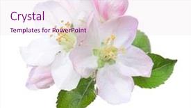  Presentation with white flowers - PPT layouts having deciduous - closeup of blooming apple flowers background and a lemonade colored foreground