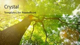  Presentation with pine trees sun shining through - Slides consisting of deciduous - forest trees sun and leaves background and a yellow colored foreground