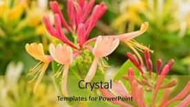  Presentation with pink - PPT layouts consisting of deciduous - pink and yellow flowered goldflame background and a yellow colored foreground