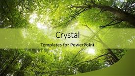  Presentation with sunlight - Beautiful slide set featuring deciduous - sunlight in the green forest backdrop and a yellow colored foreground