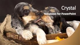  Presentation with puppy english cocker spaniel - PPT layouts with english cocker spaniel kiss background and a tawny brown colored foreground