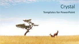  Presentation with declining - Colorful slide deck enhanced with decline - pair of topi keep watch backdrop and a sky blue colored foreground