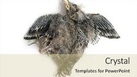  Presentation with swallow - Audience pleasing presentation theme consisting of decompose body - dead baby swallow in state backdrop and a  colored foreground