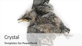  Presentation with swallow - Amazing presentation design having decompose body - dead baby swallow in state backdrop and a  colored foreground