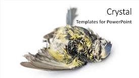  Presentation with dead egret birds lying - Slide set with decompose body - dead blue tit lying background and a  colored foreground