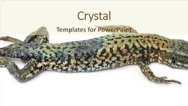  Presentation with chemistry solid state - Amazing slide deck having decompose body - dead common wall lizard backdrop and a soft green colored foreground