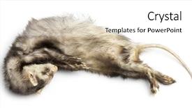  Presentation with dead cows - Presentation design having decompose body - dead ferret mustela putorius furo background and a  colored foreground