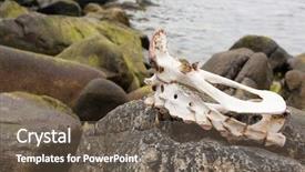  Presentation with sheep herder - Presentation enhanced with decompose body - sheep skull found background and a  colored foreground