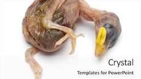  Presentation with white house - Audience pleasing slide set consisting of decomposers - dead young house sparrow passer backdrop and a white colored foreground