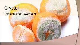  Presentation with group of wildlife crocodile isolated - PPT theme enhanced with decomposers - group of mouldy rotten mandarins background and a blonde colored foreground