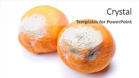  Presentation with group of wildlife crocodile isolated - Colorful theme enhanced with decomposers - group of mouldy rotten mandarins backdrop and a white colored foreground