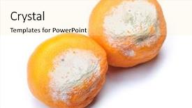  Presentation with group of wildlife crocodile isolated - Beautiful slides featuring decomposers - group of mouldy rotten mandarins backdrop and a blonde colored foreground